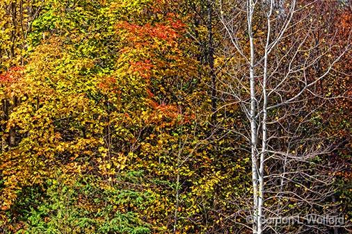 Autumn Color_29411.jpg - Photographed near Maberly, Ontario, Canada.